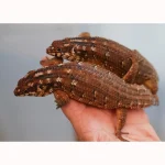 Adult Hosmer's Spiny-tailed Skink Egernia Hosmeri "Pair" - Gorgeous Gems - Image 2