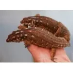 Adult Hosmer's Spiny-tailed Skink Egernia Hosmeri "Pair" - Gorgeous Gems - Image 4