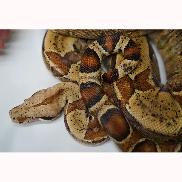 2020 Male Breedable Hypo Het Leopard Het Black Eyed Anerythristic 50% Possible Het Kahl Albino Boa Constrictor.