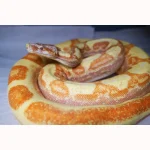 23' Male Crystal - Super Labyrinth Boa Poss Hypo 66% Poss VPI TPos Boa Constrictor - Image 2