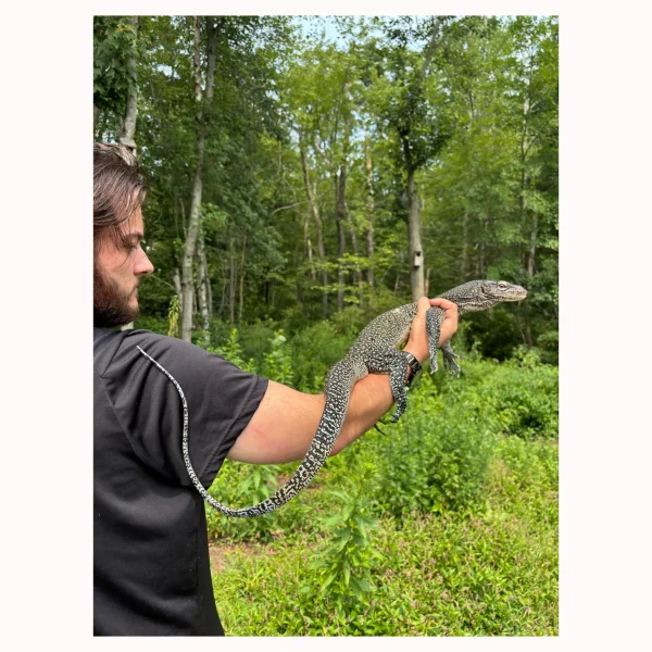 Adult Female Pastel Blue Tail Monitor