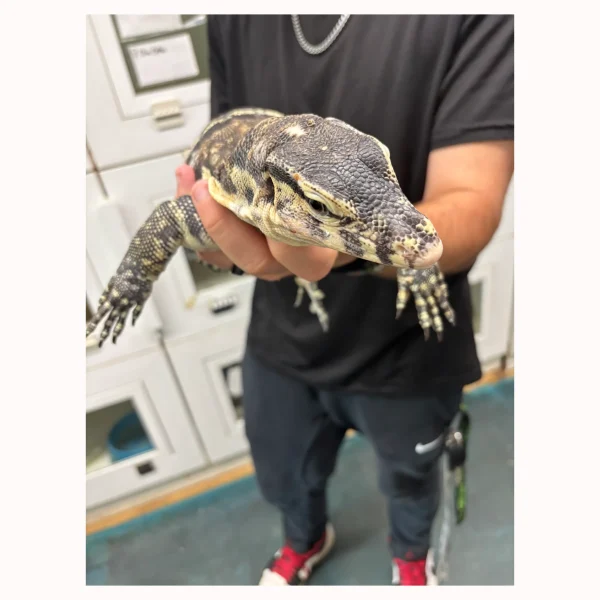 High Yellow Gubu Water Monitor