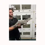 Male Sumbawa Monitor - Image 2