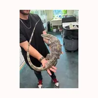 Male Sumbawa Monitor