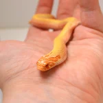 2024 Female Albino Super Anaconda Western Hognose - Redline (Heterodon nasicus) - Image 3