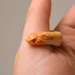 2024 Female Albino Super Anaconda Western Hognose - Redline (Heterodon nasicus) - Image 6