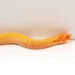 2024 Female Albino Super Anaconda Western Hognose - Redline (Heterodon nasicus) - Image 4