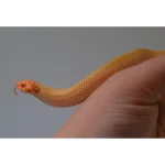 2024 Female Albino Super Anaconda Western Hognose- Red Line (Heterodon nasicus) - Image 5