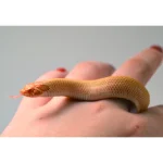 2024 Female Albino Super Anaconda Western Hognose- Red Line (Heterodon nasicus) - Image 2