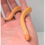 2024 Female Albino Super Anaconda Western Hognose- Red Line (Heterodon nasicus)
