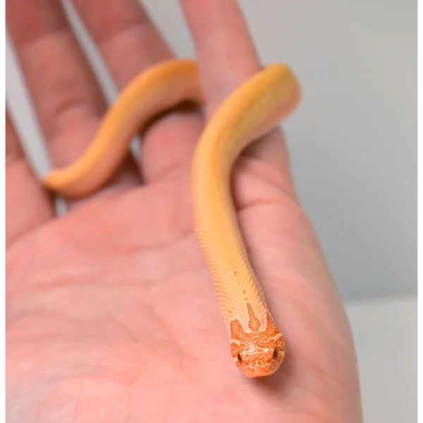 2024 Female Albino Super Anaconda Western Hognose- Red Line (Heterodon nasicus)