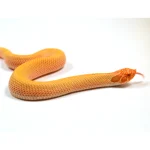 2024 Female Albino Super Anaconda Western Hognose- Red Line (Heterodon nasicus) - Image 3