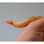 2024 Female Albino Super Anaconda Western Hognose- Red Line (Heterodon nasicus) - Image 4