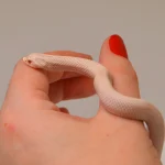 2024 Female Super Yeti Western Hognose (Heterodon nasicus) - SALE!