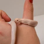 2024 Female Super Yeti Western Hognose (Heterodon nasicus) - SALE! - Image 2