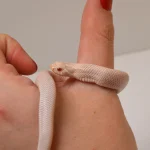 2024 Female Super Yeti Western Hognose (Heterodon nasicus) - SALE! - Image 7