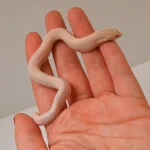 2024 Female Super Yeti Western Hognose (Heterodon nasicus) - SALE! - Image 6