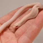 2024 Female Super Yeti Western Hognose (Heterodon nasicus) - SALE! - Image 5
