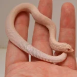 2024 Female Super Yeti Western Hognose (Heterodon nasicus) - SALE! - Image 4