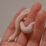 2024 Female Super Yeti Western Hognose (Heterodon nasicus) - SALE! - Image 3