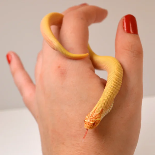 2024 Female Albino Super Anaconda Western Hognose (Heterodon nasicus) Red Line