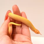 2024 Female Albino Super Anaconda Western Hognose (Heterodon nasicus) Red Line - Image 2