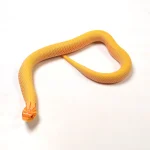 2024 Female Albino Super Anaconda Western Hognose (Heterodon nasicus) Red Line - Image 3