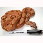23' Female Labyrinth Hypo 66 % Poss Blood Boa Constrictor - Gorgeous!