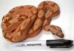 23' Female Labyrinth Hypo 66 % Poss Blood Boa Constrictor - Gorgeous!