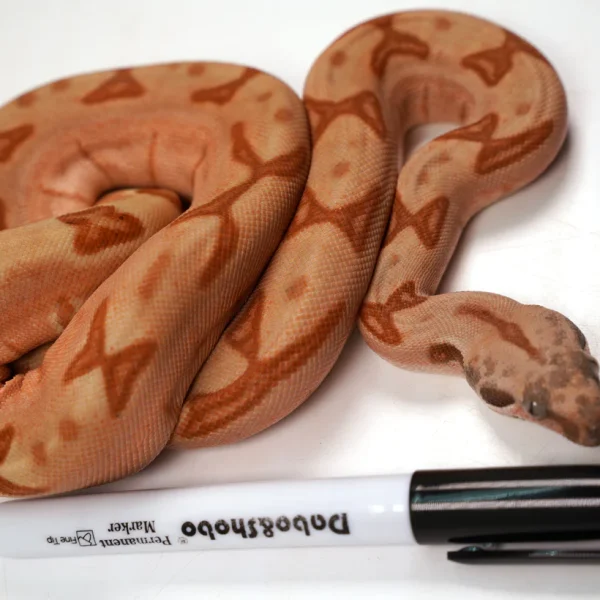 23' Female Labyrinth Hypo 66 % Poss Blood Boa Constrictor - Gorgeous!