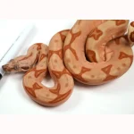 23' Female Labyrinth Hypo 66 % Poss Blood Boa Constrictor - Gorgeous! - Image 2