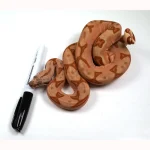 23' Female Labyrinth Hypo 66 % Poss Blood Boa Constrictor - Gorgeous! - Image 4