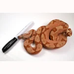 23' Female Labyrinth Hypo 66 % Poss Blood Boa Constrictor - Gorgeous! - Image 3