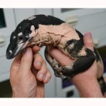 SALE! Male Bells Phase Lace Monitor Lizard - Glorious!