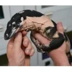 SALE! Male Bells Phase Lace Monitor Lizard - Glorious!