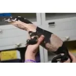 SALE! Male Bells Phase Lace Monitor Lizard - Glorious! - Image 3