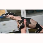 SALE! Male Bells Phase Lace Monitor Lizard - Glorious! - Image 4