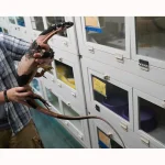 SALE! Male Bells Phase Lace Monitor Lizard - Glorious! - Image 2