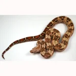 23' Female VPI TPos Laddertail Boa 66% Poss Het Blood - Image 2