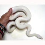 2020 Female Leucistic Colombian Rainbow Boa - Sub Adult - Image 2