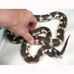 Female Breeder Long Beach California Kingsnake - Very pretty! - Image 2