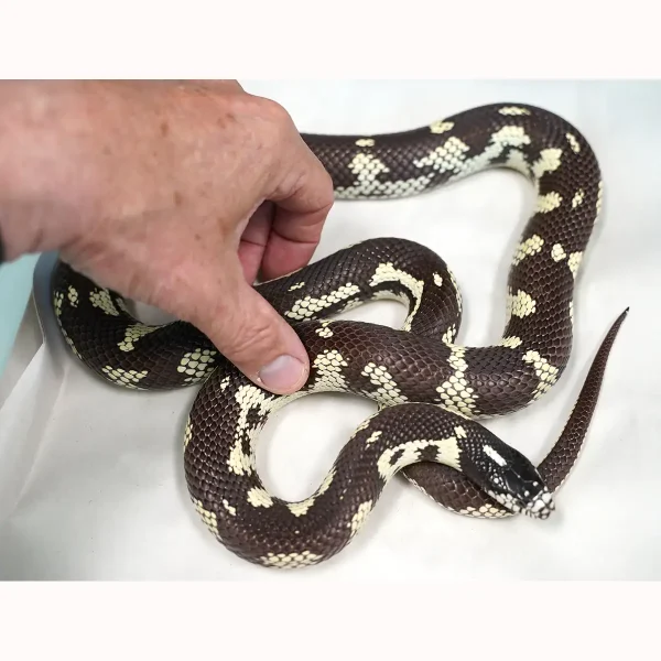 Female Breeder Long Beach California Kingsnake - Very pretty!