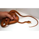 CBB Male Breeder Amazon Tree Boa - Very Pretty Orange!