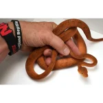 CBB Male Breeder Amazon Tree Boa - Very Pretty Orange! - Image 3