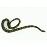 Male Mandarin Rat Snake - Image 2