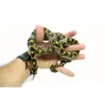 Male Mandarin Rat Snake