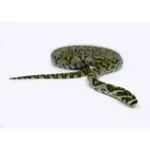 Male Mandarin Rat Snake - Image 3