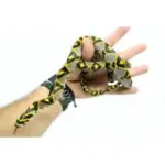Male Mandarin Rat Snake - Image 2