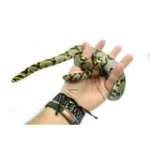 Male Mandarin Rat Snake