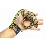 Male Mandarin Rat Snake - Image 3